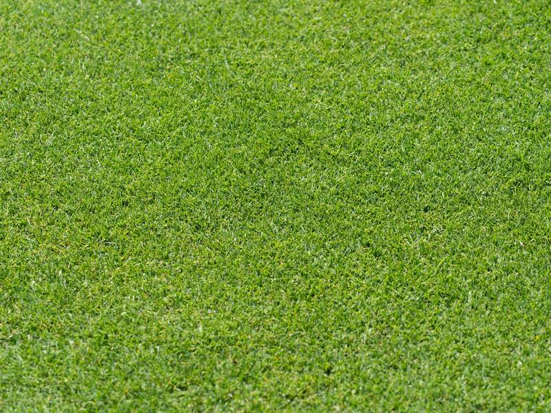 Close-up of thick, even, bright green grass.