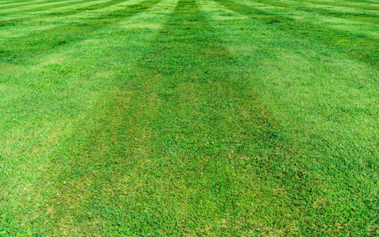 A freshly mowed lawn with crisp light and dark stripes.